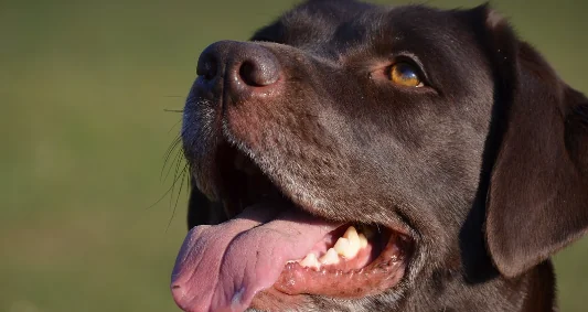 Pdl popolare contro l'accattonaggio con i cani